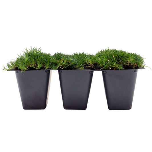 3 Irish Moss – Soft Evergreen Mossy Groundcover with White Spring Flowers for Rock Gardens & Pathways (Sagina subulata) in 2.5″ Cubes, Live Plants