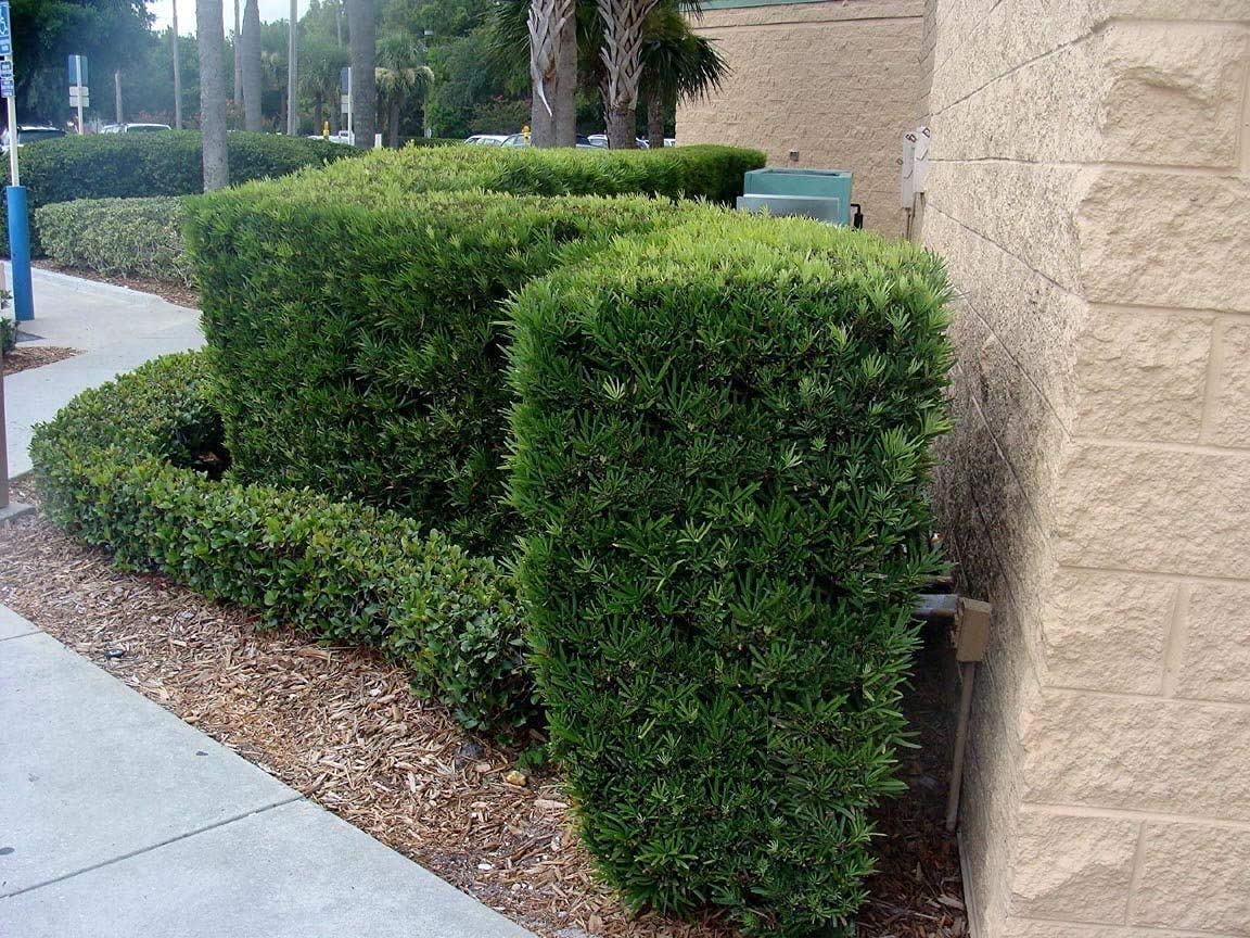 Podocarpus Macrophyllus | 1 Live 4 Inch Pot | Japanese Yew | Low Maintenance Evergreen Privacy Hedge Plants