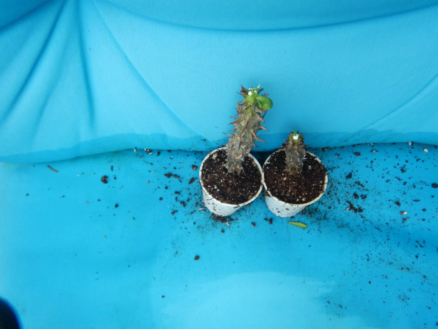 Live Plant - Chandra Yellow Crown of Thorns-Euphorbia Milii Christ Plant Starter Plant