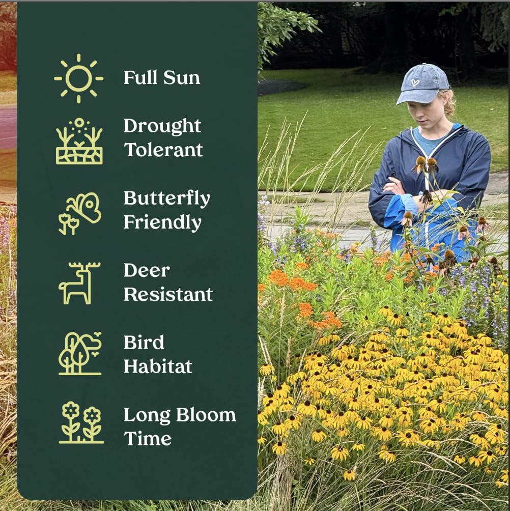 Frogfruit 6 Live Plants (Phyla nodiflora) – Native Groundcover for Pollinator Gardens & Lawn Alternative, Low Growing Perennial, Drought Tolerant, Full Sun Landscaping Plant