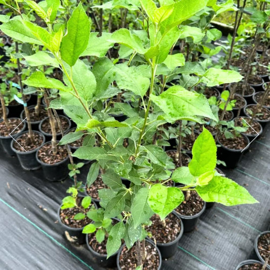 Gala Apple Tree Live Plant, Apple Plant Live for Planting, 2-3 Feet Tall, Bareroot Dormant, Live Apple Tree Plant Live, Sweet Apple Fruit Tree Ready to Grow Your Garden