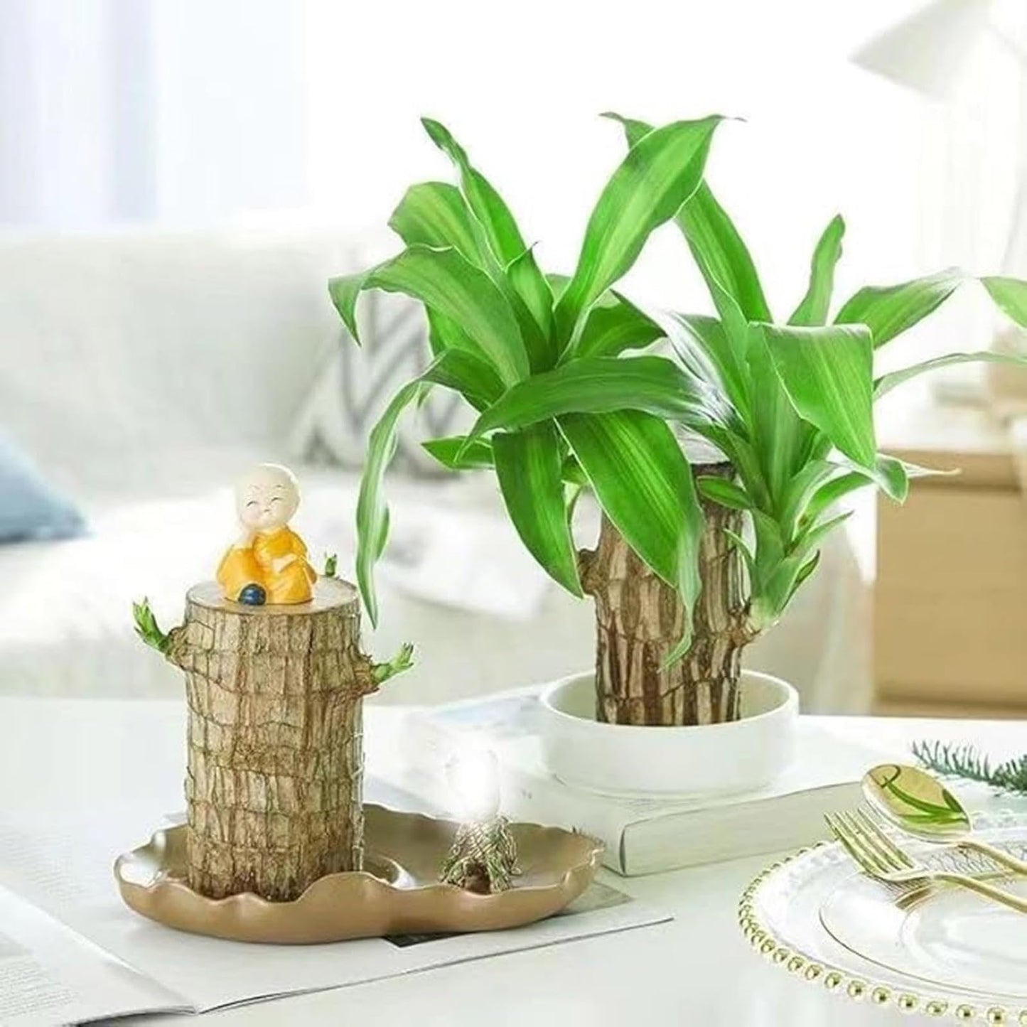 Brazilian Lucky Wood Plant,Brazilian Wood Doesn't Need to Wait to Sprout, Natural Air Cleaner, Suitable for Home Office Desk Decor (Blue)
