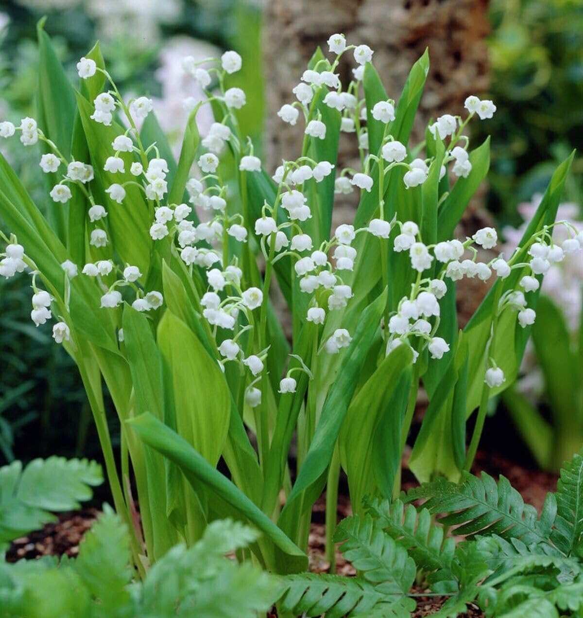Votaniki White Lily of The Valley - Fragrant, Long Lasting Blooms, Perennial (Convallaria Majalis) Lily of The Valley Bare Root for Planting | Spring Flower, Perfect for Outdoor & Indoor (12 Pack)