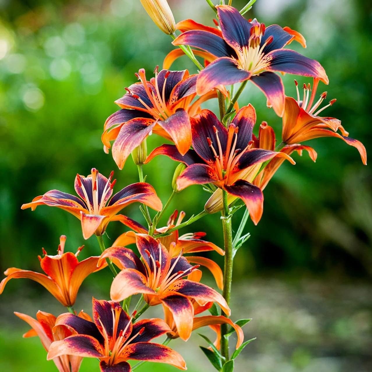 Votaniki Forever Susan Lily Bulbs for Planting - Perennial Long Blooming Lily for Garden Beds, Borders, and Containers | Fast Growing - Low Maninatnace & Easy to Grow (6 Pack)
