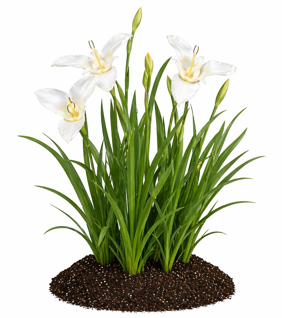 Votaniki Tigridia Pavonia Alba Immaculata Bulbs White Mexican Shell Flower Summer Bloom Garden Plants Cut Flower Use Sun to Part Sun Outdoor Planting (Pack of 25)