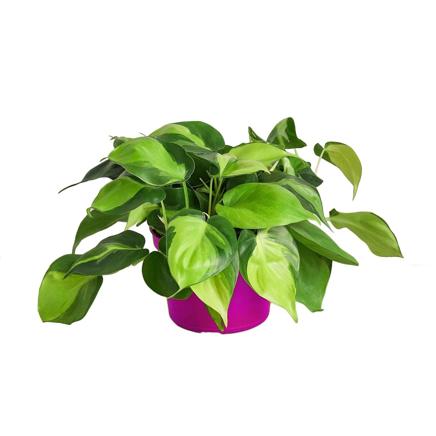 9 Pack Philodendron 'Brasil' in 3in Pot - Live Tropical Houseplant - Easy to Grow | Air Purifying | Variegated | USA Growers | The Snobby Leaf