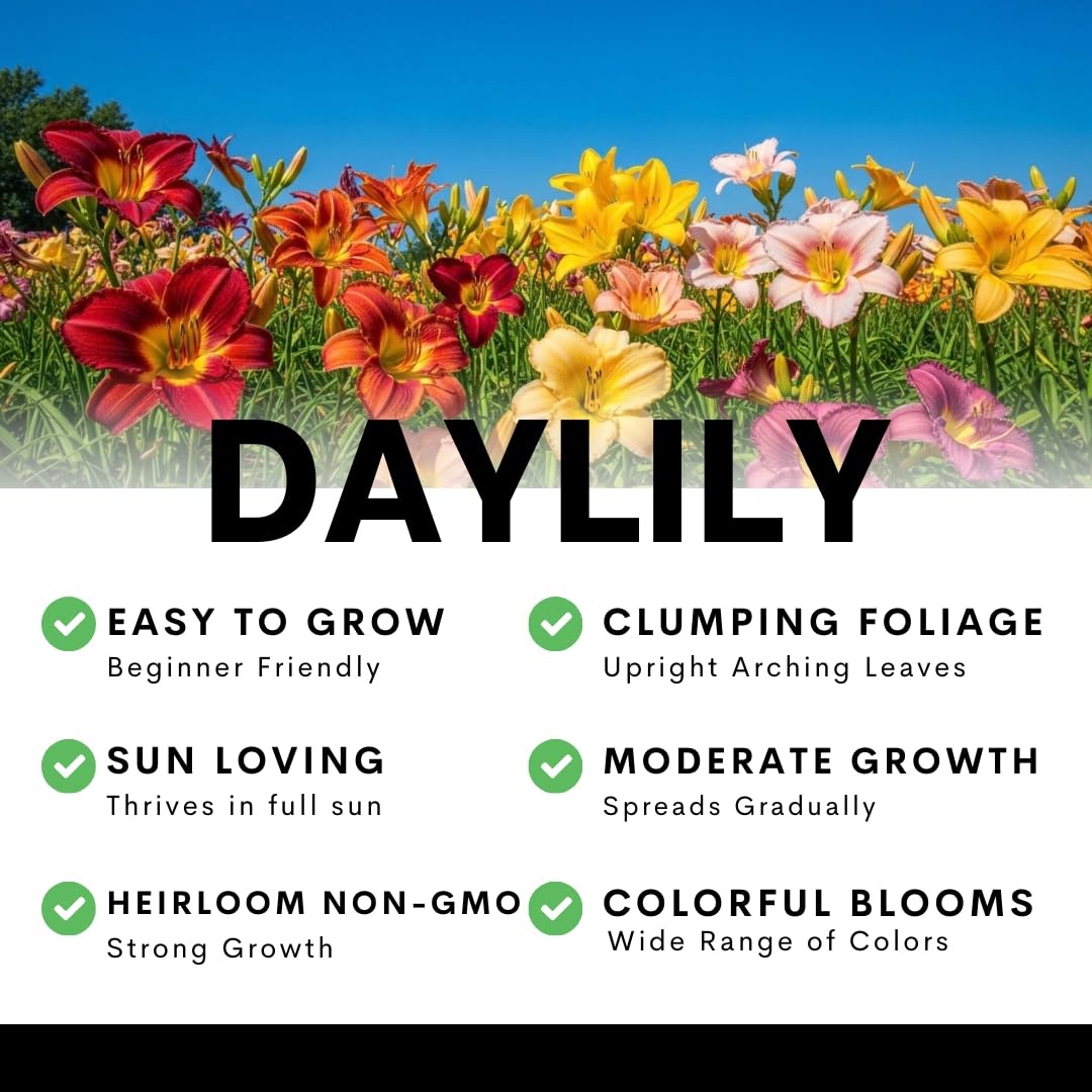 Lipstick and Lies Daylily Bulbs for Planting – Pink and Red Bi-Color Hemerocallis Perennial Flower – Hardy Summer Blooming Garden Lily – Easy Care Outdoor Flower Bulbs (5 Bulbs)