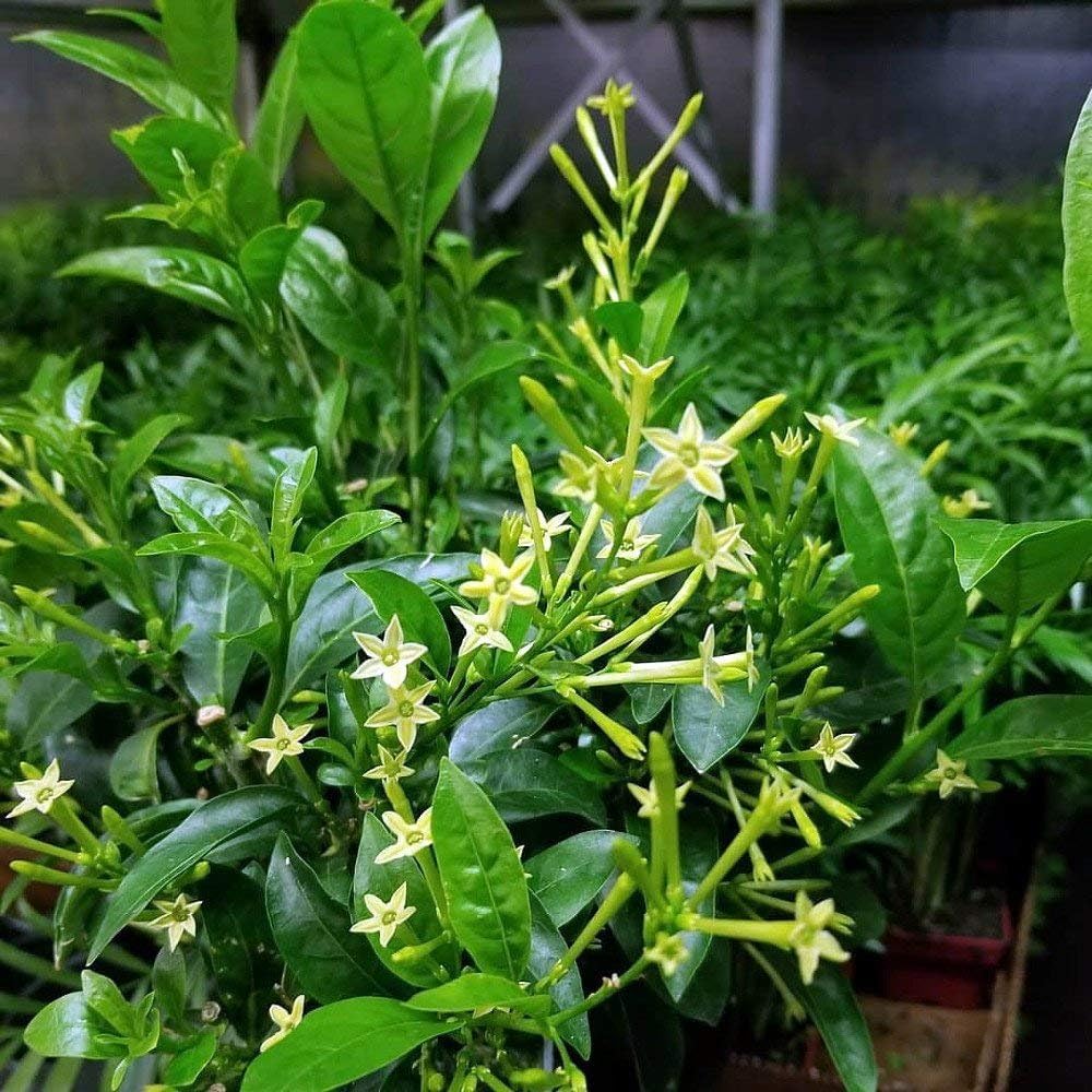 Night Blooming Jasmine I 40 Live Plants I Cestrum Nocturnum | Fragrant White Flowers for Evening Garden Bliss, Perfect for Container Gardening, Easy to Grow