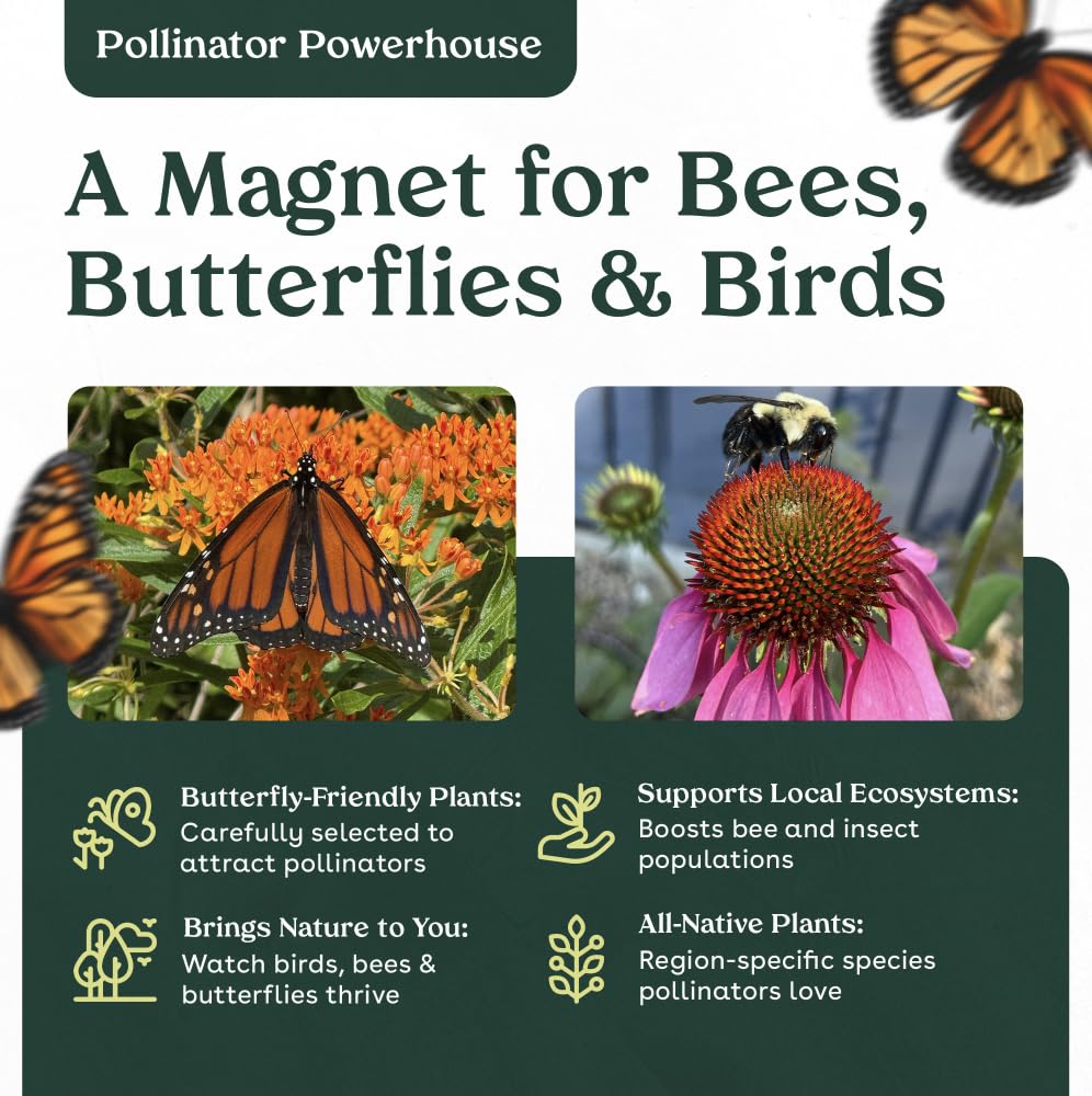 Coyote Mint 3 Live Plants (Monardella villosa) – California Native Wildflower for Outdoor Gardens, Drought Tolerant Pollinator Friendly Landscaping