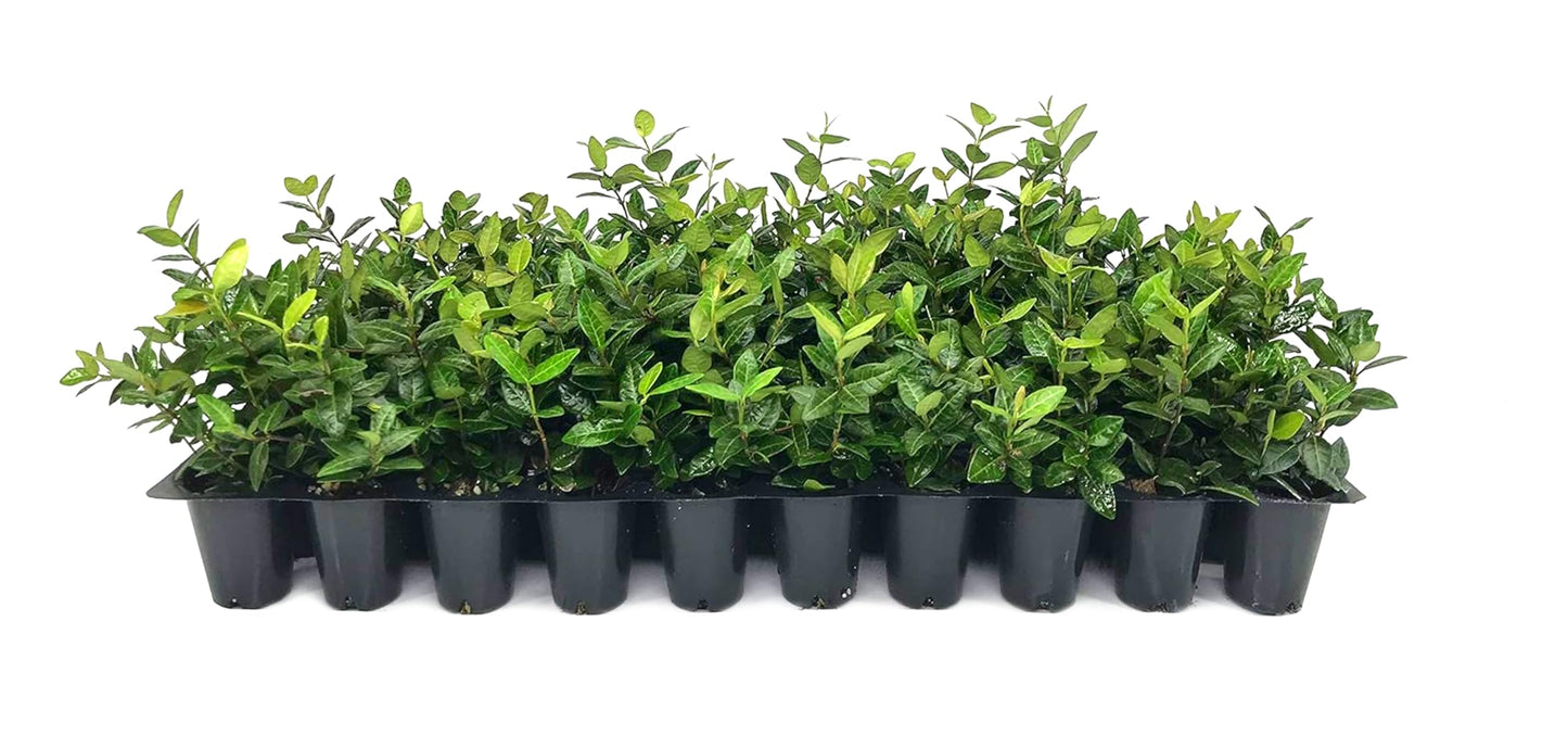 Asiatic Jasmine Minima | 3 Live Plants | Trachelospermum Asiaticum | Ground Cover, Fast Growing, Low Maintenance Evergreen, Cold Hardy, Drought Tolerant, Dense Growth, Landscaping