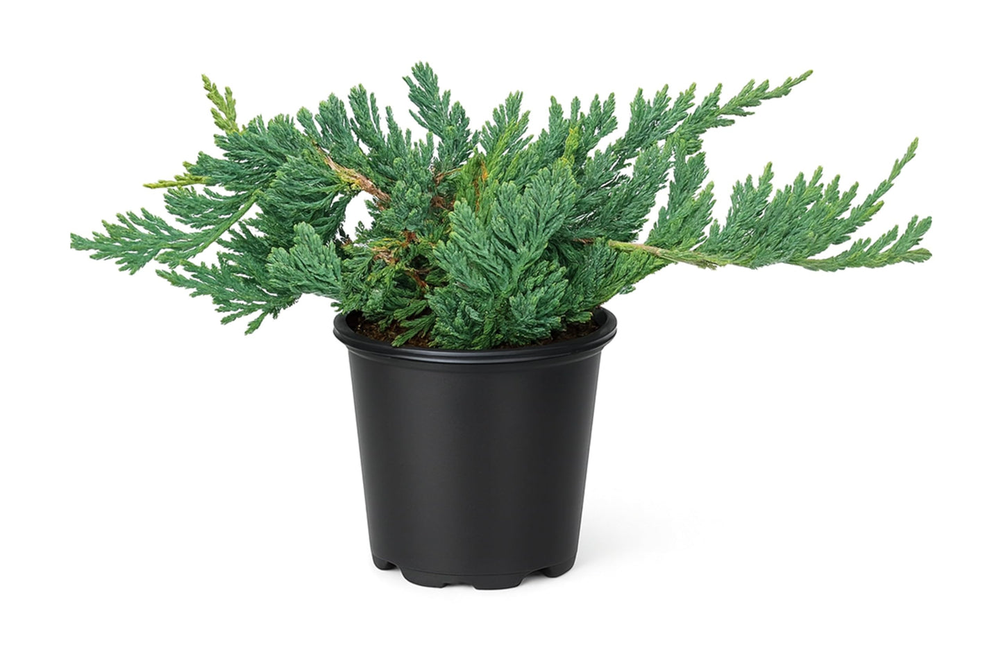 Blue Rug Juniper Wiltonii | 1 Live 4 Inch Plant | Juniperus Horizontalis | Creeping Ground Cover, Low Maintenance Shrub, Drought Tolerant, Evergreen Foliage, Fast Growing, Erosion Control