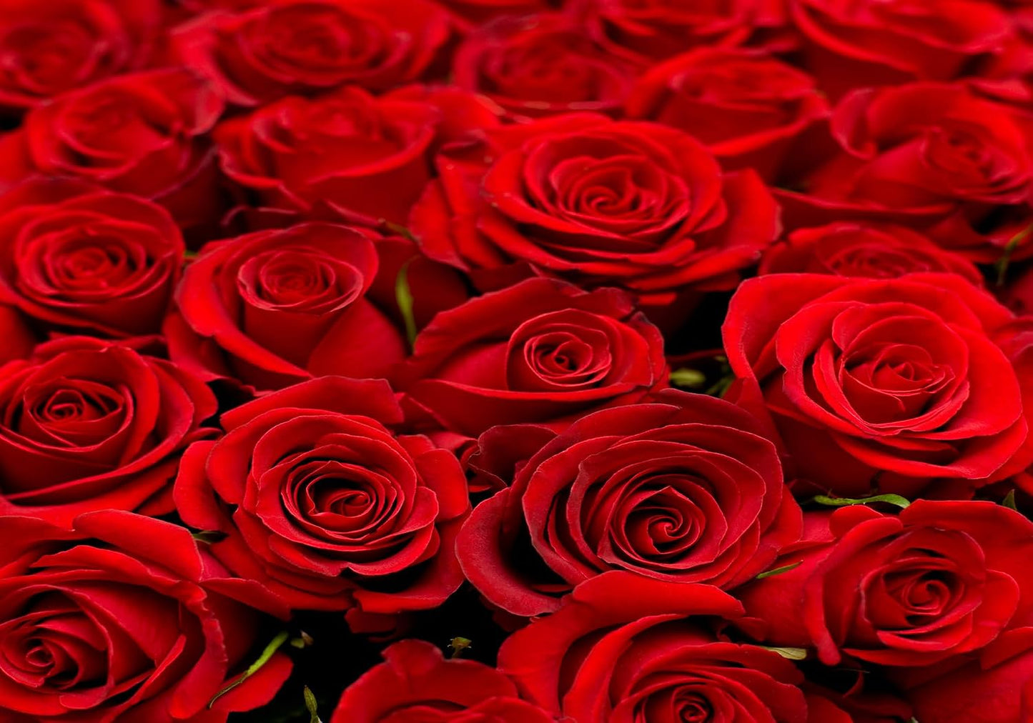 SHDASMIL 6X6ft Bright Red Roses Close Up Backdrop Fresh Floral Bouquet Background for Valentines Day Wedding Party