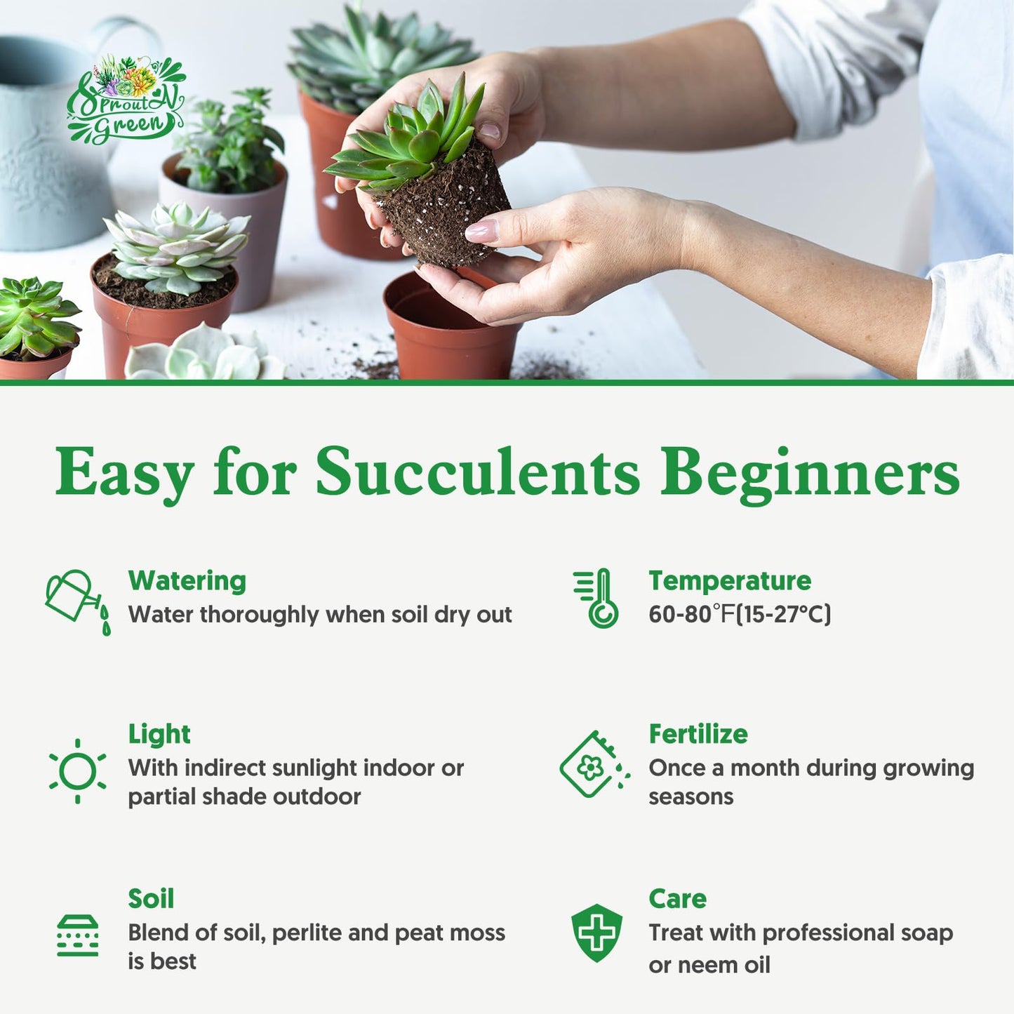 Sprout N Green 4" Ruby Necklace with White Stripe Pot, Live Othonna capensis L.H.Bailey Succulent, Purple Hanging Trailing House Plant for Home Office Wedding Decoration DIY Project Party Favor