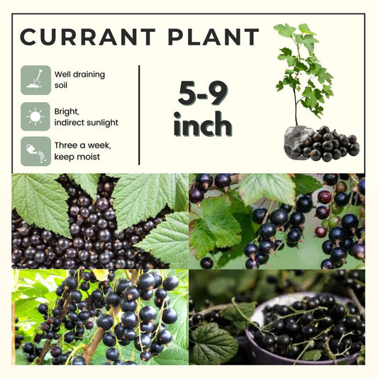 Black Currant Plant Live, Black Curant Bush Live Plant 5-9 Inch Tall, Curant Berry Fruit Tree Well Rooted