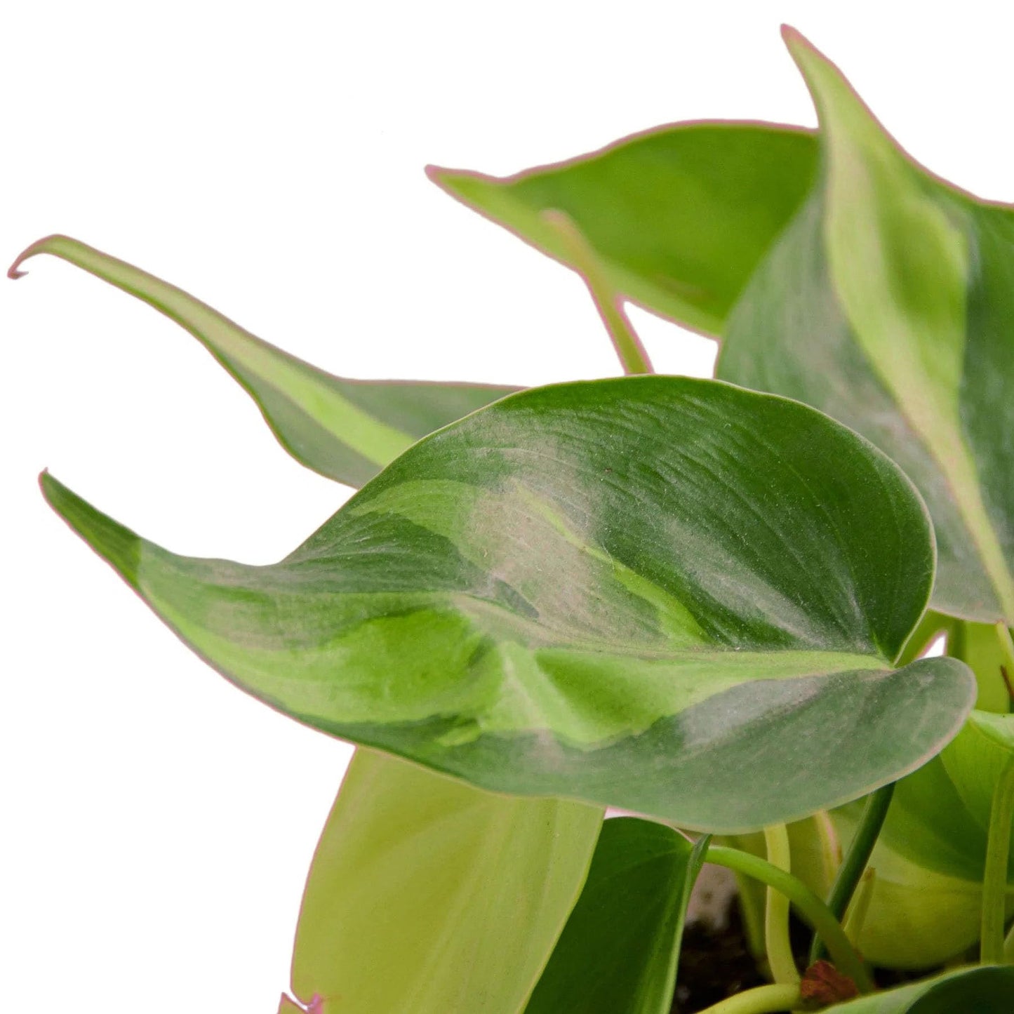 9 Pack Philodendron 'Brasil' in 3in Pot - Live Tropical Houseplant - Easy to Grow | Air Purifying | Variegated | USA Growers | The Snobby Leaf