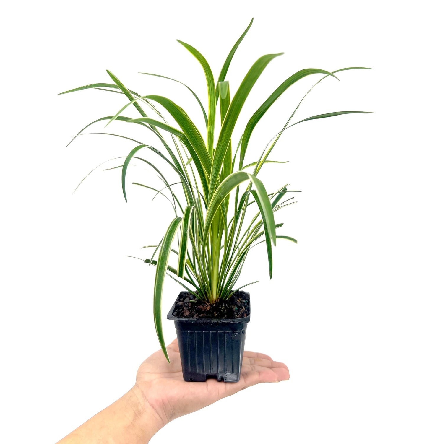 Variegated Liriope | 54 Live 4 Inch Pots | Liriope Muscari Variegata | Ornamental Ground Cover Plants | Evergreen Foliage