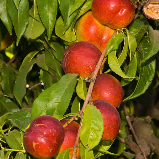 Direct Gardening Fantasia Reachables Dwarf Nectarine Dormant Bare Root Fruit Bearing Starter Tree - Can't Ship to CA, CO, ID, MT, OR, or WA