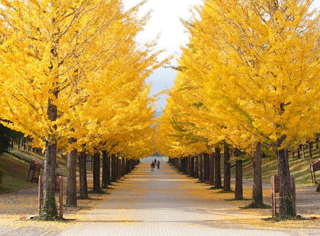 Ginkgo Tree - 12-16" Tall Live Plant - Quart Pot - Maidenhair Gingko/Ginko Tree - Ginkgo biloba