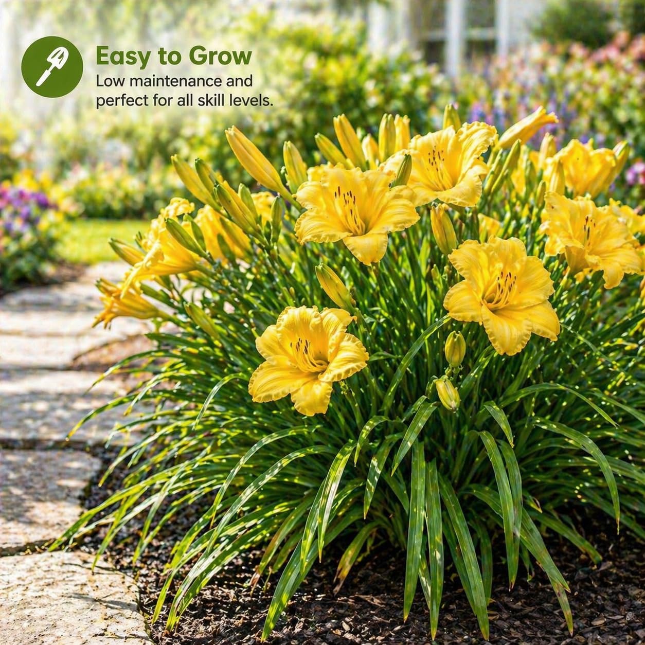 American Stella D’Oro Daylily Bare Roots – Perennial Hemerocallis for Spring Planting – Easy-to-Grow Outdoor Garden Flowers – Attracts Butterflies & Bees (3, Three Bare Roots)