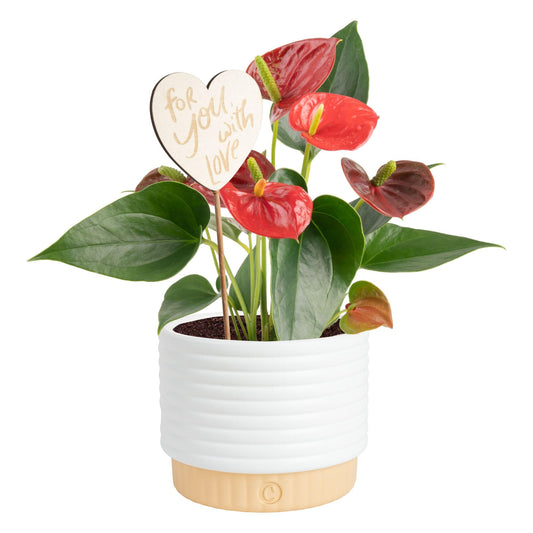 Costa Farms Live Anthurium Indoor Houseplant, Flamingo Flower with Heart-Shaped Red Blooms, 10-14 Inches Tall in Decorative Pot with Decoration, Air Purifier for Home or Office Decor, Gift for Her
