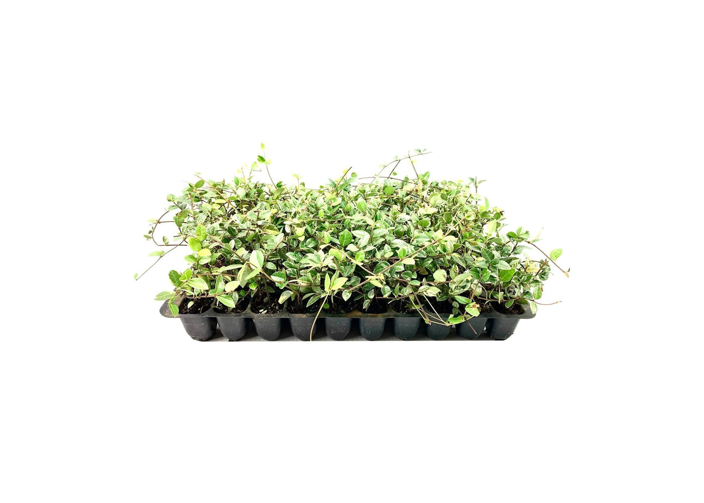 Variegated Asiatic Jasmine Minima | 3 Live Plants | Easy-Grow Ground Cover | Lush, Trailing Green and White Foliage | Perfect for Gardens and Landscape Borders | Hardy Evergreen Plant