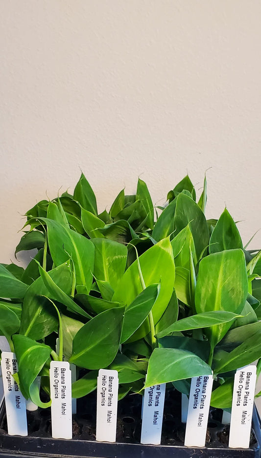 Banana Plants Double (Mahoi) Includes Four (4) Plants