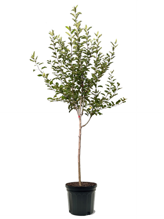 American Plant Exchange Apple Tree 'Granny Smith' – Live Fruit-Bearing Plant, 7-Gallon Pot, Cold-Hardy, for Home Orchards, Backyard Gardens & Edible Landscapes
