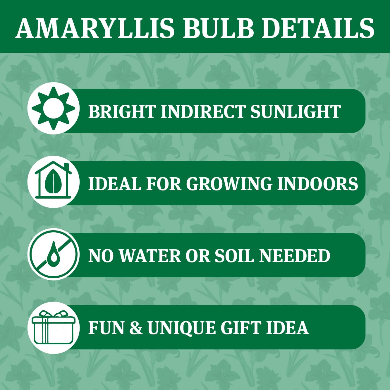 Santa's Buddy Sweater Amaryllis Flower Bulb with Stand, No Water Needed, Gift Ready