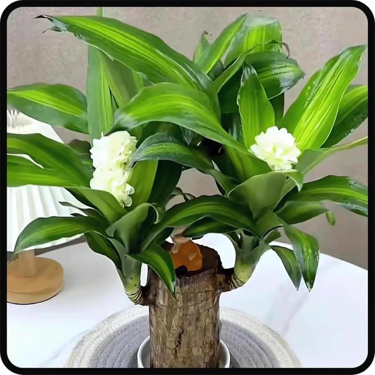 Brazilian Lucky Wood, Brazil's Lucky Tree Doesn't Need to Wait to Sprout, Hydroponic Stump for Purifying Indoor Air, Office Desk Decorations Plant Pot (B)