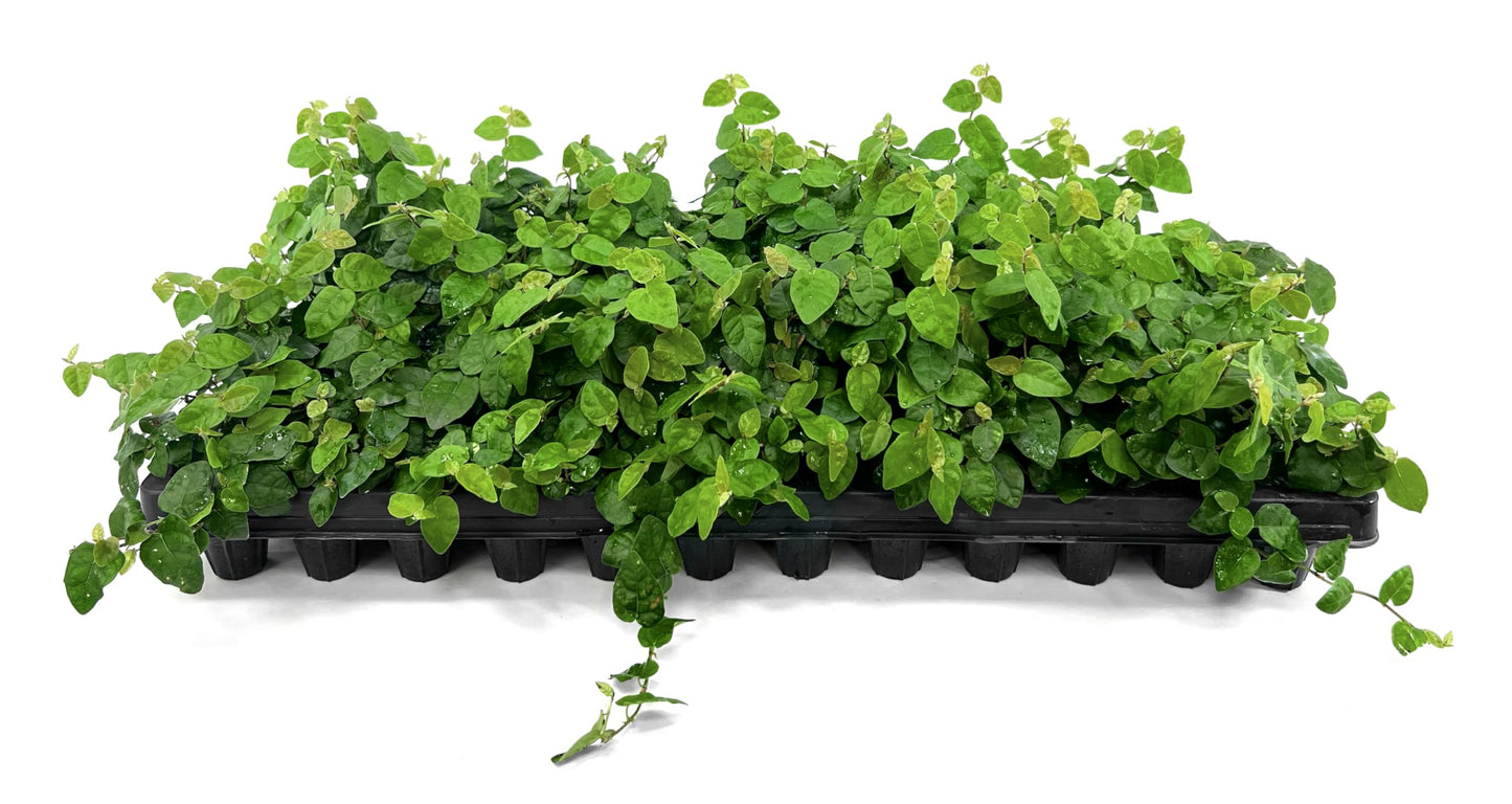 Creeping Fig Vine | 10 Live Plants | Ficus Pumila | Fast-Growing Ground Cover | Evergreen Climbing Vine for Walls & Trellises