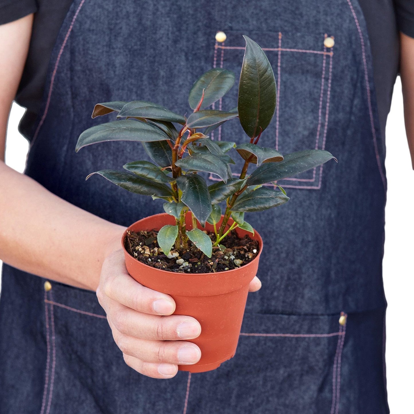 5 Pack Ficus Elastica 'Burgundy' in 6in Pot - Live Plants Tropical Houseplants | Variegated | USA Growers | The Snobby Leaf