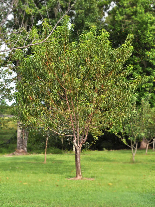 American Plant Exchange Peach Tree 'Belle of Georgia' – 5-Gallon Pot – Live Fruit-Bearing Tree, Cold-Hardy, Sweet & Juicy White Peach Harvest for Home Orchards, Gardens & Edible Landscapes