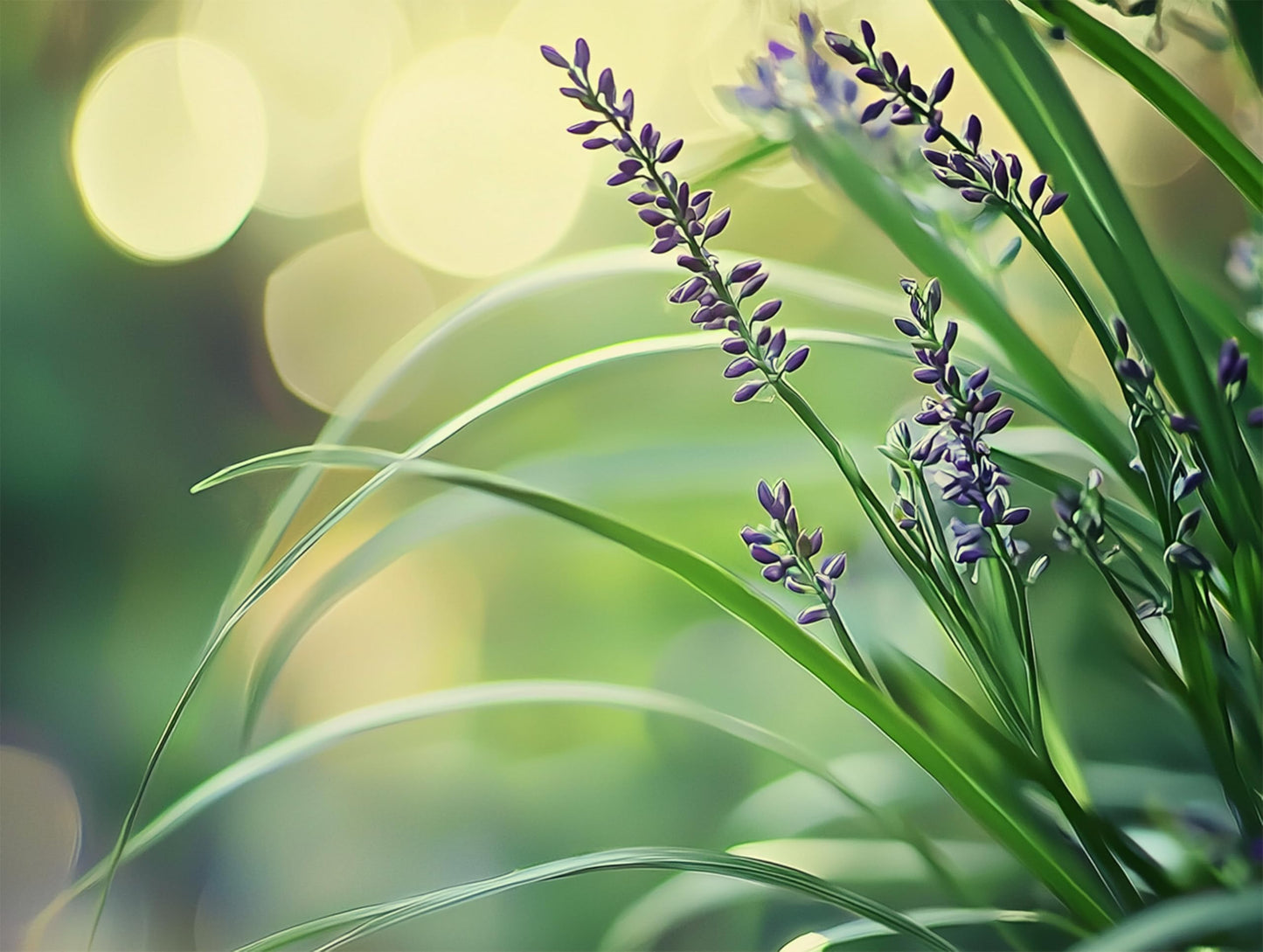 Big Blue Liriope Muscari - 1 Live 4 Inch Pot - Drought Tolerant Low Maintenance Evergreen Plants Grass Lilyturf