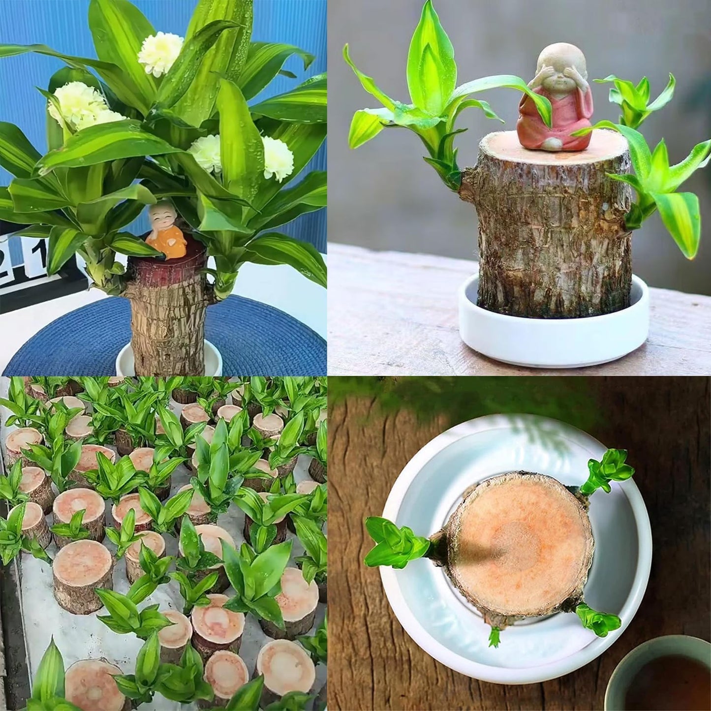 Brazilian Lucky Wood Plant,Brazilian Wood Doesn't Need to Wait to Sprout, Natural Air Cleaner, Suitable for Home Office Desk Decor (Dark Gray)