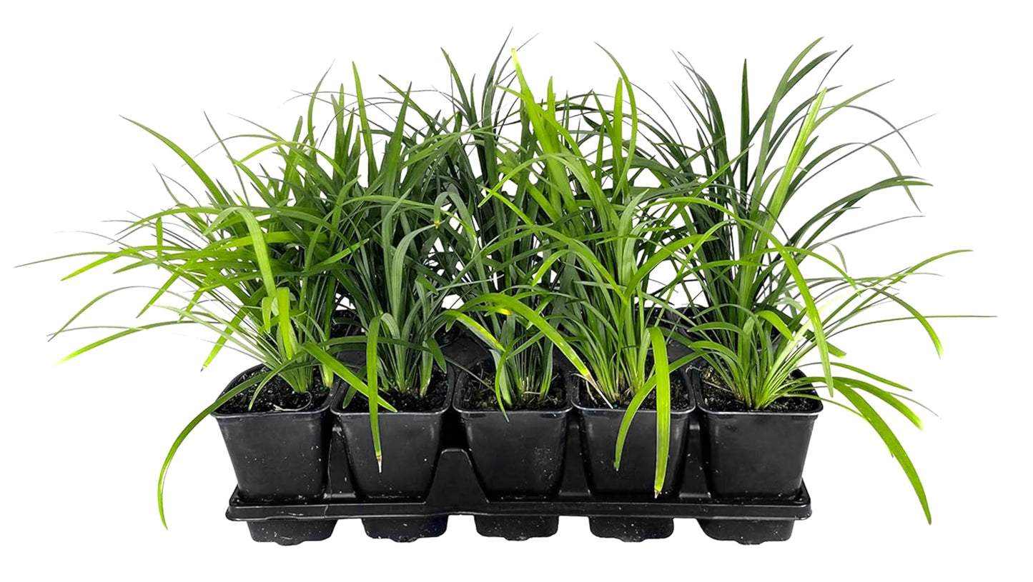 Super Blue Lilyturf - Liriope Muscari - 5 Live 4 Inch Pots - Drought Tolerant Low Maintenance Groundcover Plants