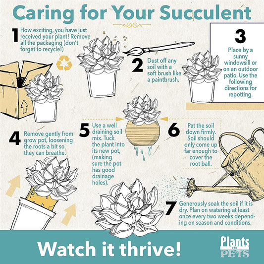 Grafted Cactus Plants Live in White Plant Pots (3 PK), Live Cactus Plant in Cactus Soil Potting Mix, Live Mini Cactus Succulents Plants Live Cacti, Cactus Pots with Live Succulents by Plants for Pets