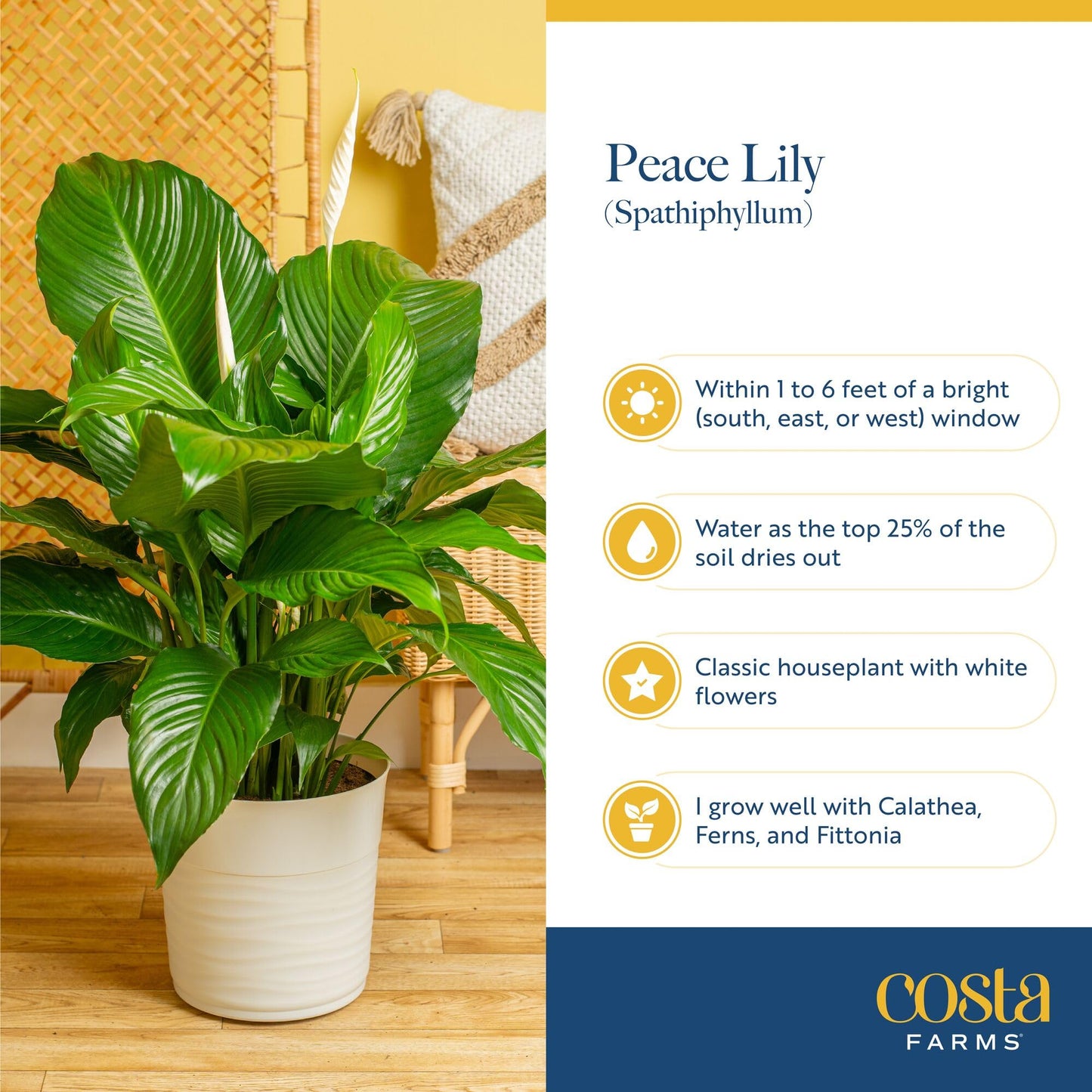 Costa Farms Peace Lily Live Plant in Decorative Pot, Large Air Purifying Flowering Indoor Houseplant, Perfect for Home, Room, or Office Decor, Great House Warming or Birthday Gift, 2-3 Feet Tall
