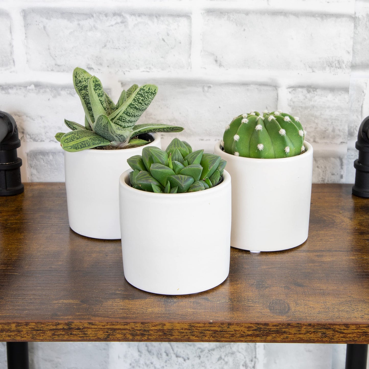 Plants for Pets Live Low Light House Plants in Ceramic Succulent Pots (3 Pack), Gasteria Succulent Plant and Cactus Plants Live with Potting Soil, Haworthia Succulents for Indoor Growing Home Décor