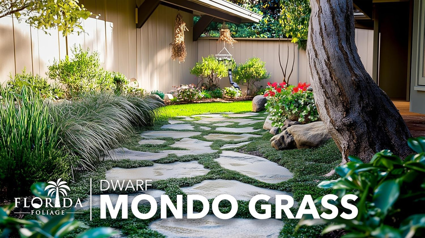 Dwarf Mondo Grass | 10 Large 4 Inch Pots | Ophiopogon Japonicus Nanus | Live Evergreen Shade Loving Groundcover
