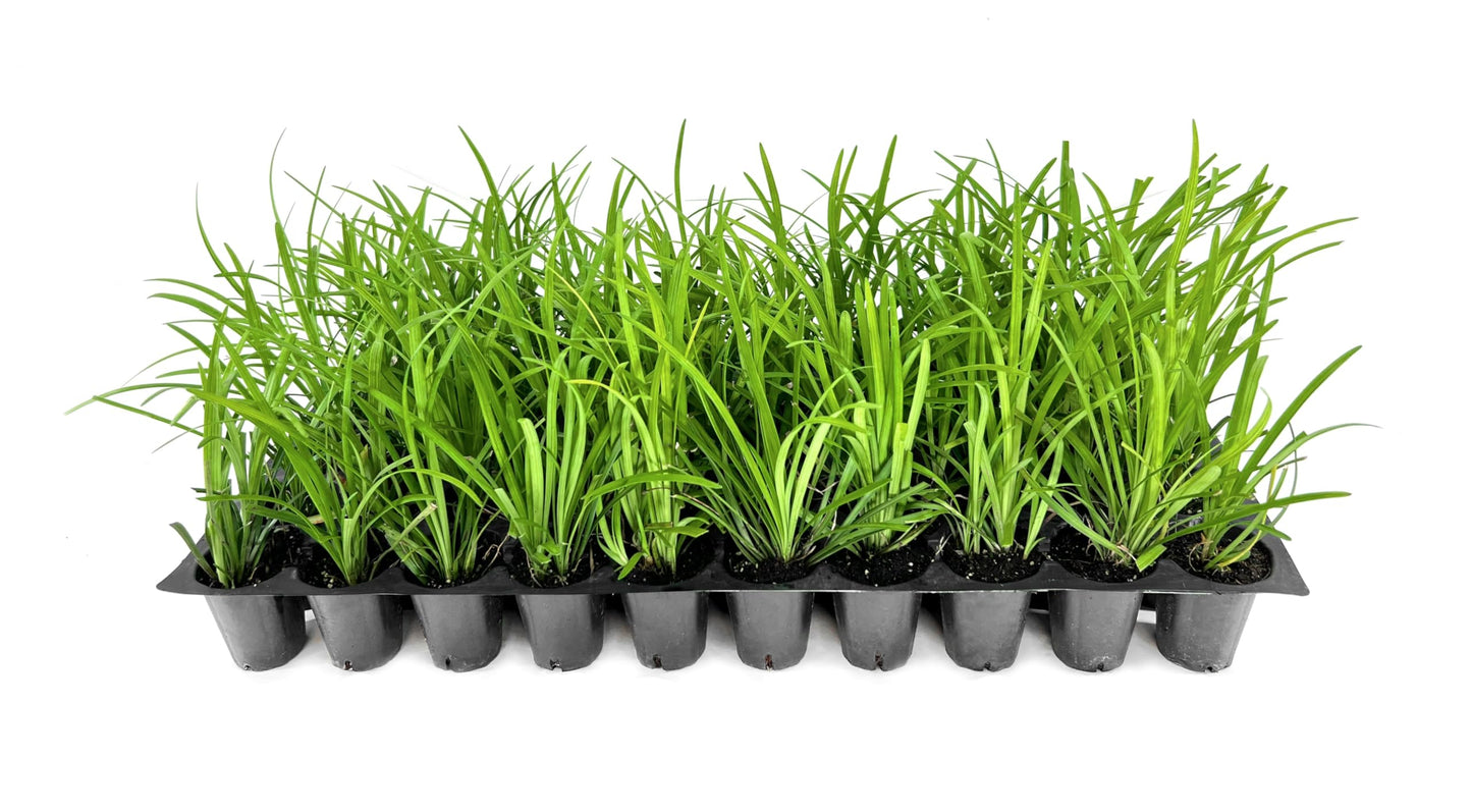 Liriope Big Blue | 30 Live Plants | Liriope muscari | Lavender Blue Flowers | Evergreen Ground Cover for Shade | Landscape Borders for Walkways and Beds