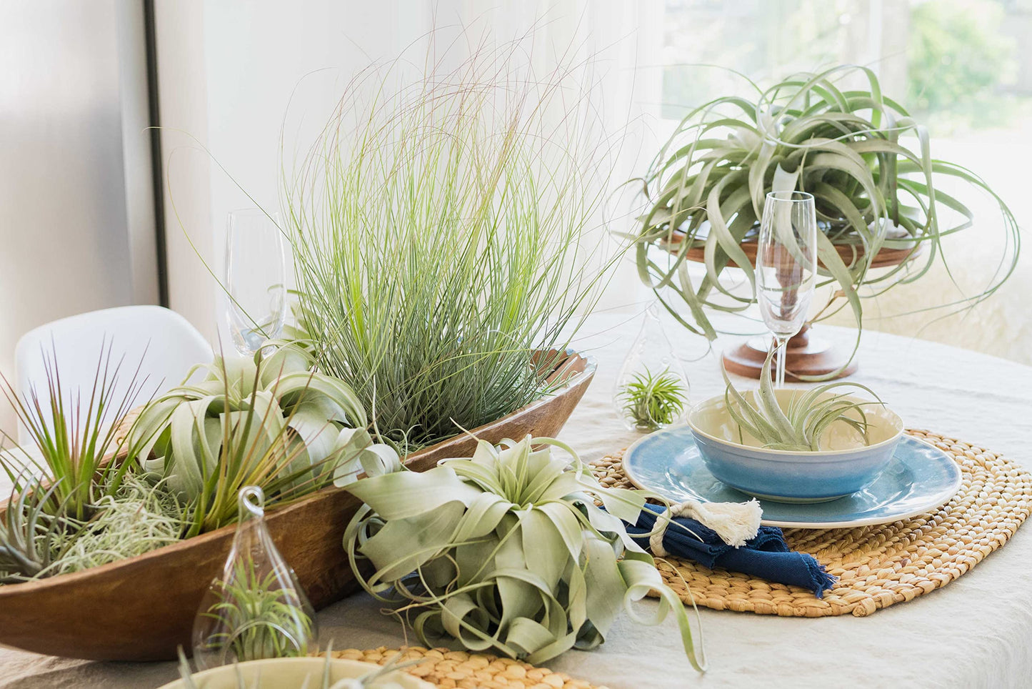 Air Plant Shop 5 Pack Large Bulbosa Belize Air Plants - Succulents - Live Tillandsia - Easy Care Indoor and Outdoor House Plants