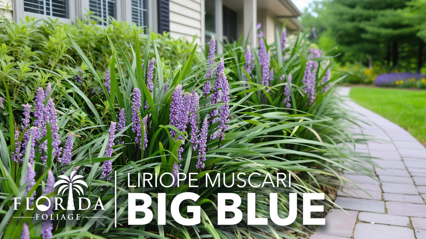 Liriope Big Blue | 20 Live Plants | Liriope muscari | Lavender Blue Flowers | Evergreen Ground Cover for Shade | Landscape Borders for Walkways and Beds