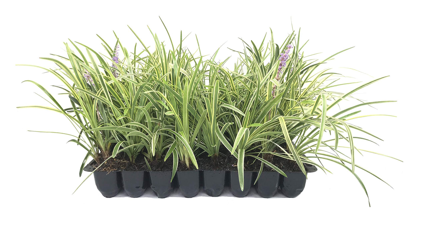 Variegated Liriope | 10 Live Plants | Liriope Muscari Variegata | Ornamental Ground Cover Plants | Evergreen Foliage