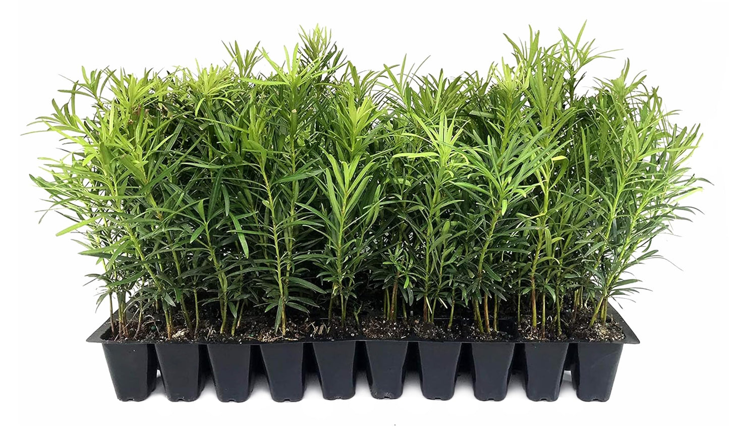 Podocarpus Macrophyllus Japanese Yew | 3 Live Plants | Podocarpus macrophyllus | Privacy Hedge Shrub | Evergreen Landscaping Plants for Gardens & Borders