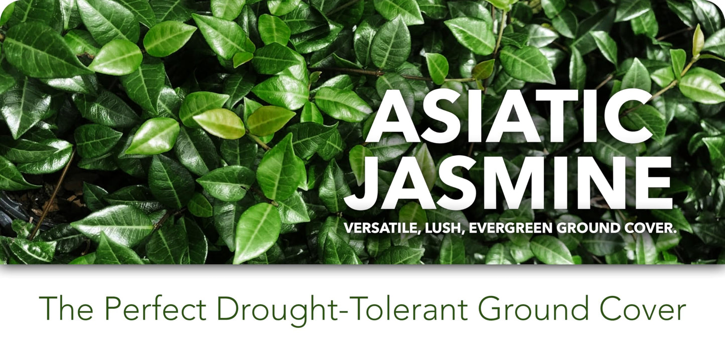 Asiatic Jasmine Minima | 50 Live Plants | Trachelospermum Asiaticum | Ground Cover, Fast Growing, Low Maintenance Evergreen, Cold Hardy, Drought Tolerant, Dense Growth, Landscaping