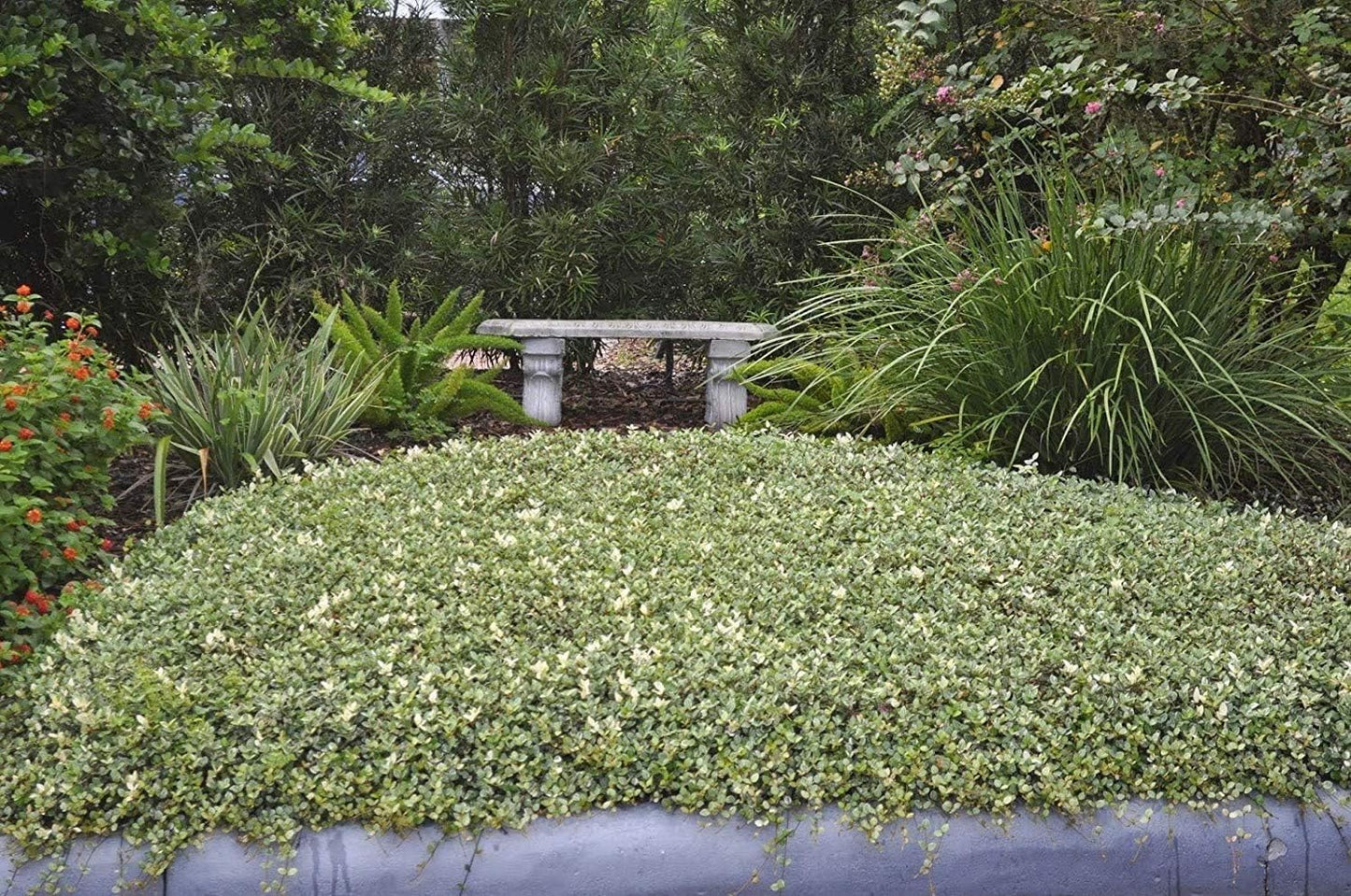 Variegated Asiatic Jasmine Minima | 10 Live Plants | Easy-Grow Ground Cover | Lush, Trailing Green and White Foliage | Perfect for Gardens and Landscape Borders | Hardy Evergreen Plant