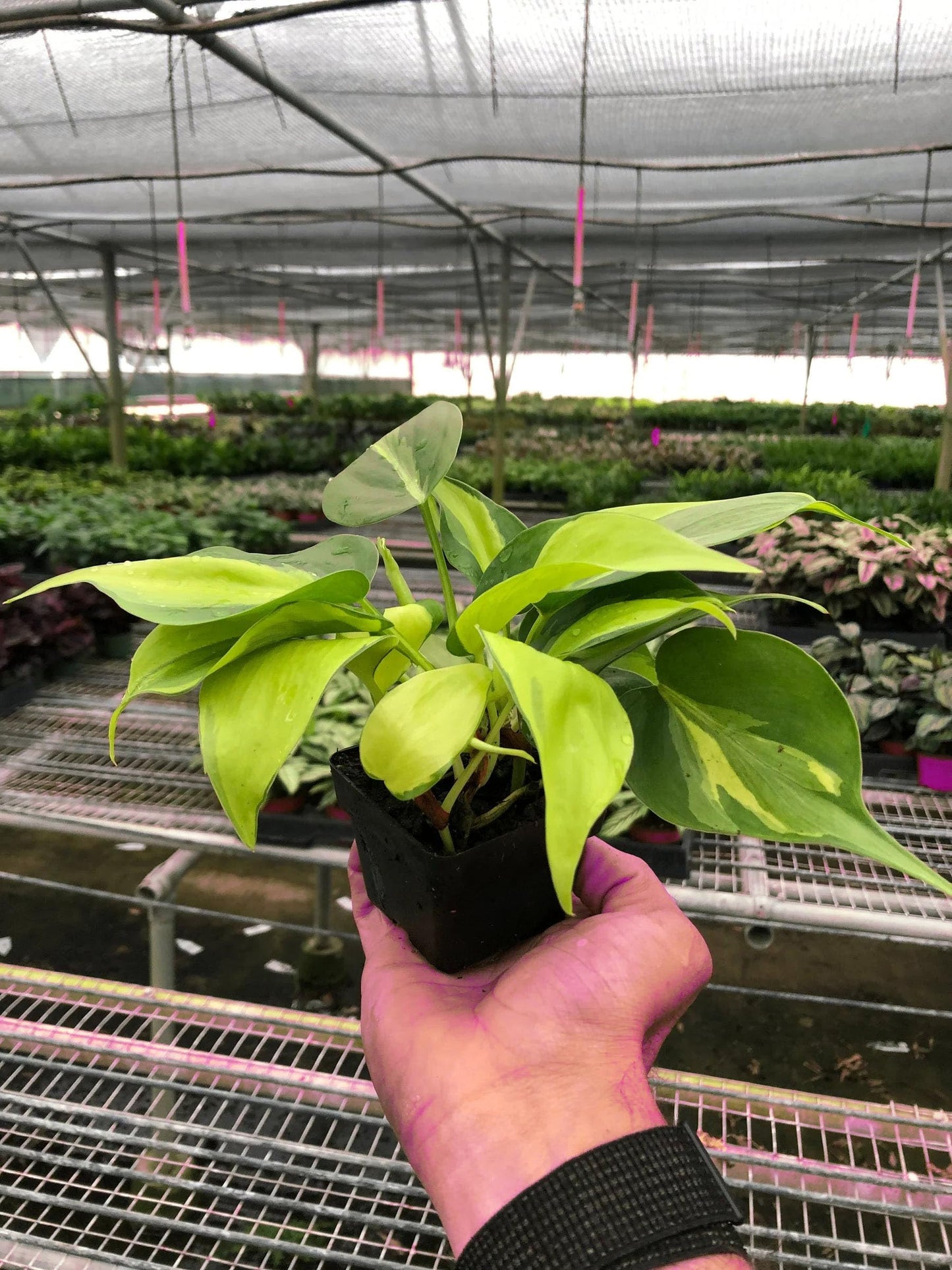 2 Pack Philodendron 'Brasil' in 4in Pot - Live Tropical Houseplant - Easy to Grow | Air Purifying | Variegated | USA Growers | The Snobby Leaf
