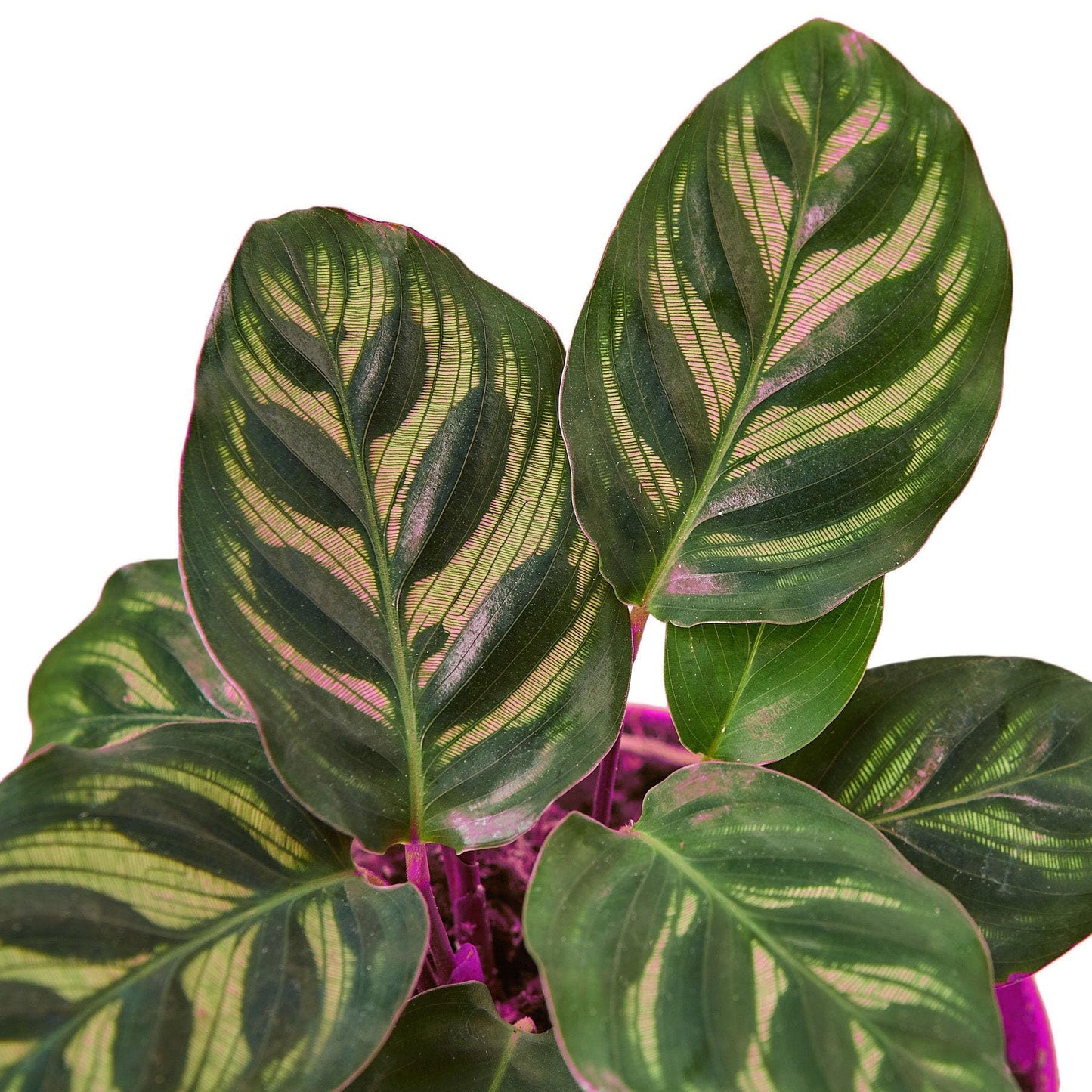 6 Pack Calathea 'Makoyana' in 4in Pot - Live Tropical Houseplant - Easy to Grow | Air Purifying | Pet Friendly | Variegated | USA Growers | The Snobby Leaf