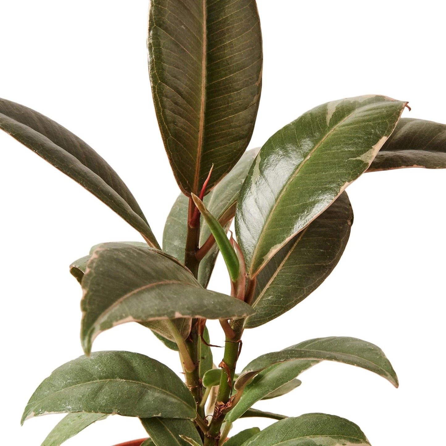 3 Pack Ficus Elastica 'Tineke' in 6in Pot - Live Plants Tropical Houseplants | Variegated | USA Growers | The Snobby Leaf