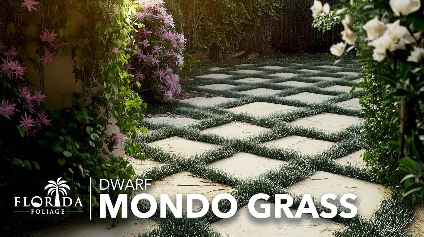 Dwarf Mondo Grass | 10 Large 4 Inch Pots | Ophiopogon Japonicus Nanus | Live Evergreen Shade Loving Groundcover